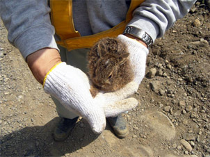 現場には、かわいい山うさぎの子供もいます。
