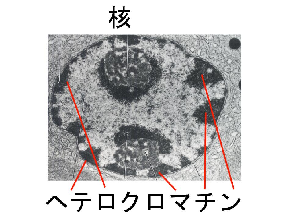 もりおか生物科学の集い
