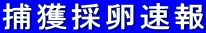 ߊl̗